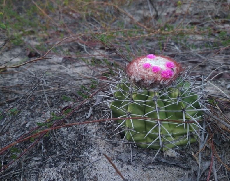  - Melocactus Violaceus
