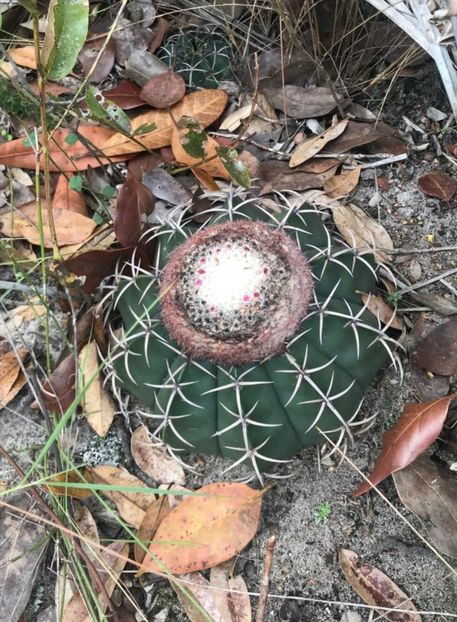  - Melocactus Violaceus