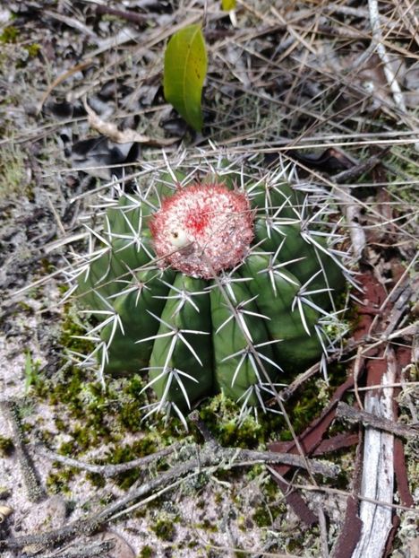  - Melocactus Violaceus