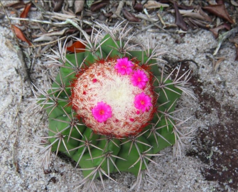  - Melocactus Violaceus
