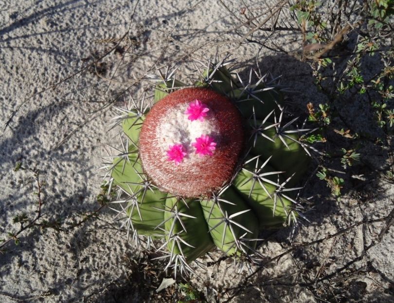  - Melocactus Violaceus