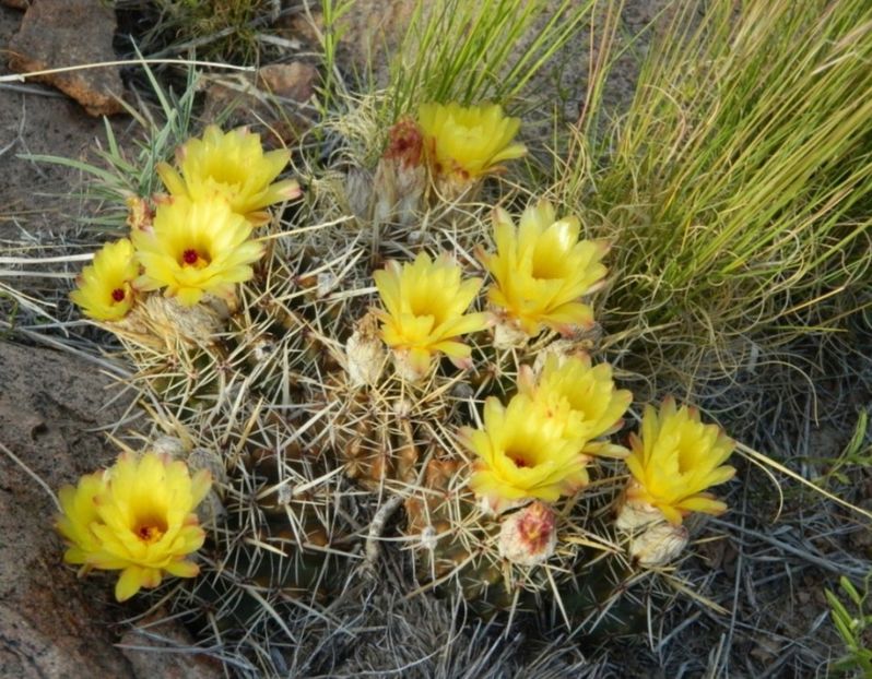  - Parodia Mammulosa