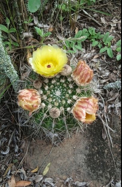 - Parodia Mammulosa