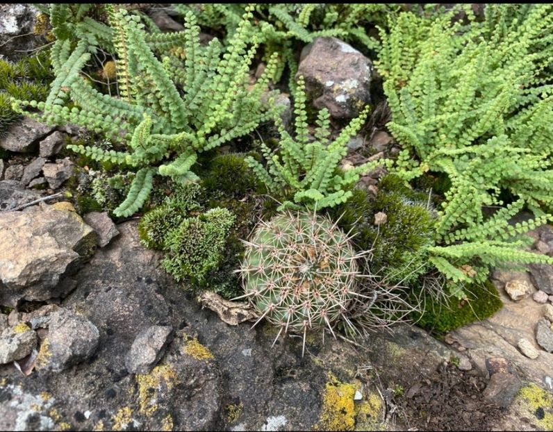  - Parodia Mammulosa