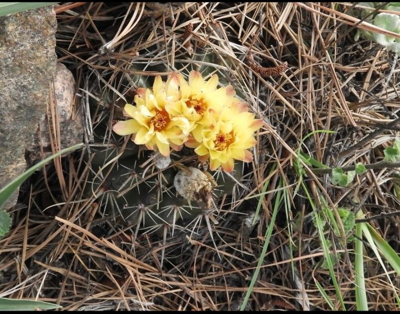  - Parodia Mammulosa