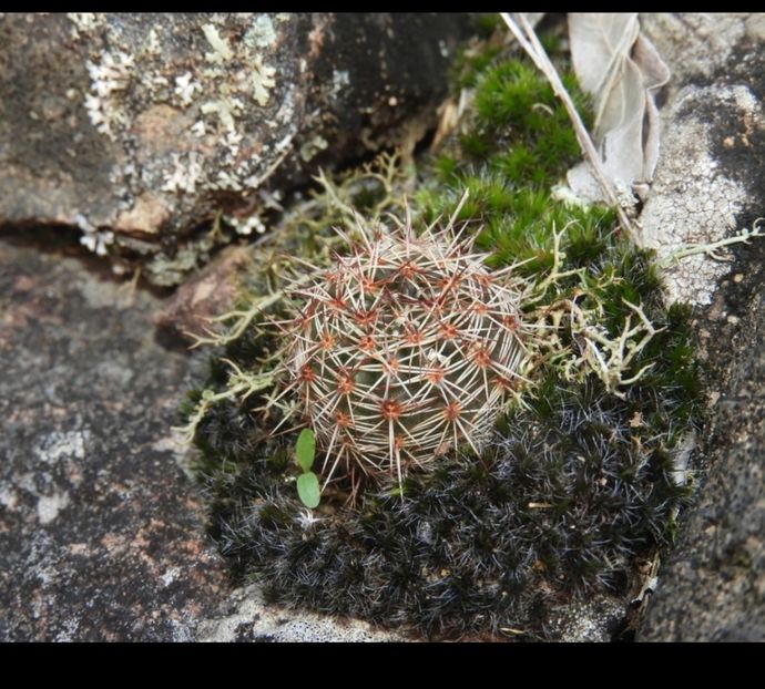  - Parodia Mammulosa