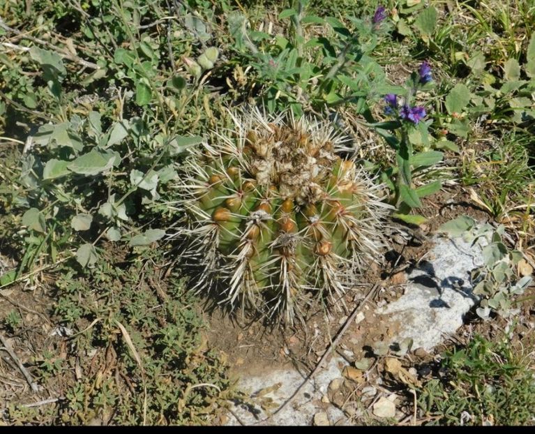  - Parodia Mammulosa