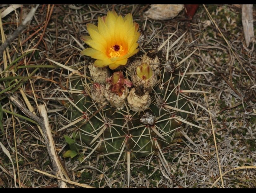  - Parodia Mammulosa