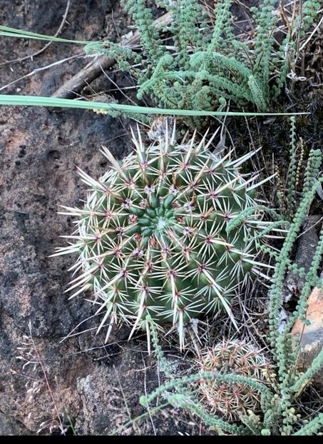  - Parodia Mammulosa