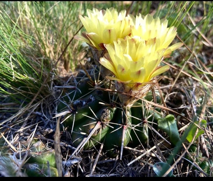  - Parodia Mammulosa
