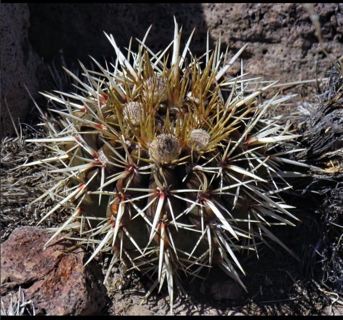  - Parodia Mammulosa