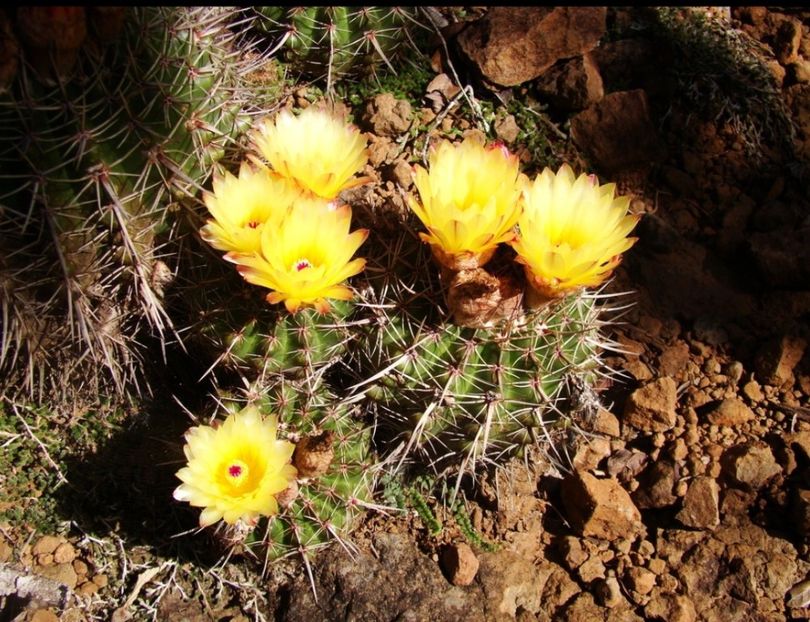  - Parodia Mammulosa