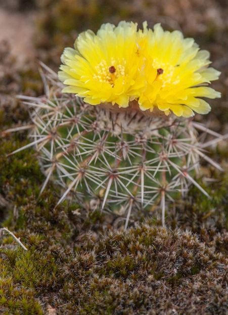  - Parodia Mammulosa