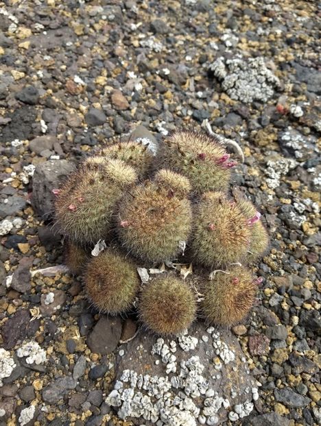  - Cochemiea Blossfeldiana