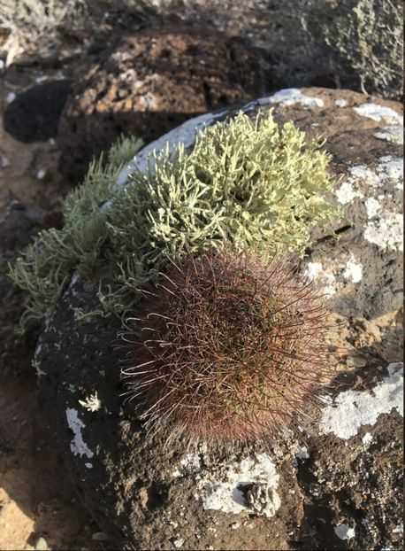  - Cochemiea Blossfeldiana