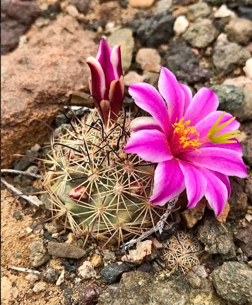  - Cochemiea Blossfeldiana