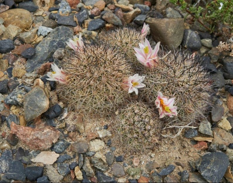  - Cochemiea Blossfeldiana