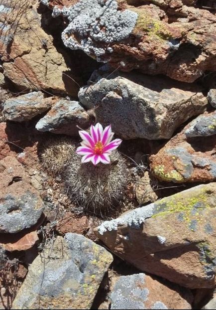  - Cochemiea Blossfeldiana