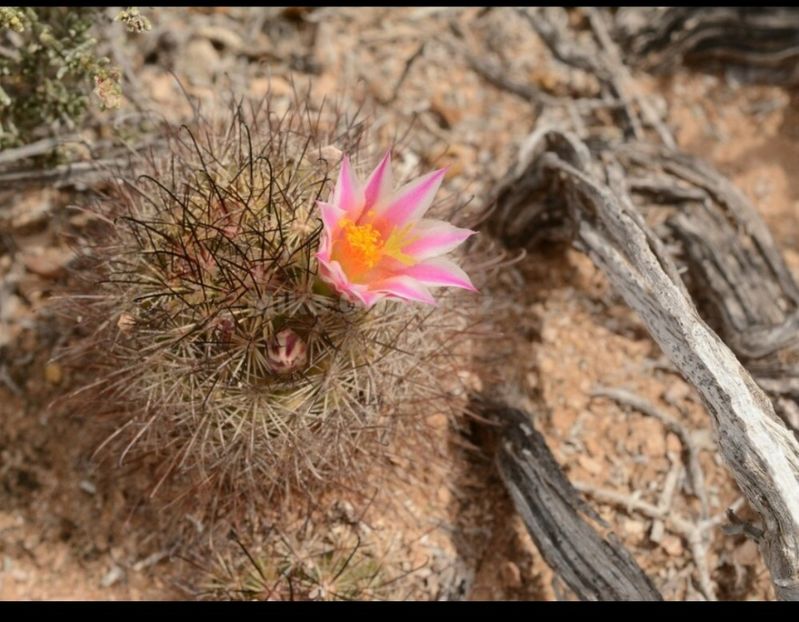  - Cochemiea Blossfeldiana