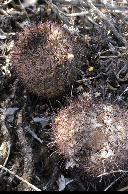  - Cochemiea Blossfeldiana