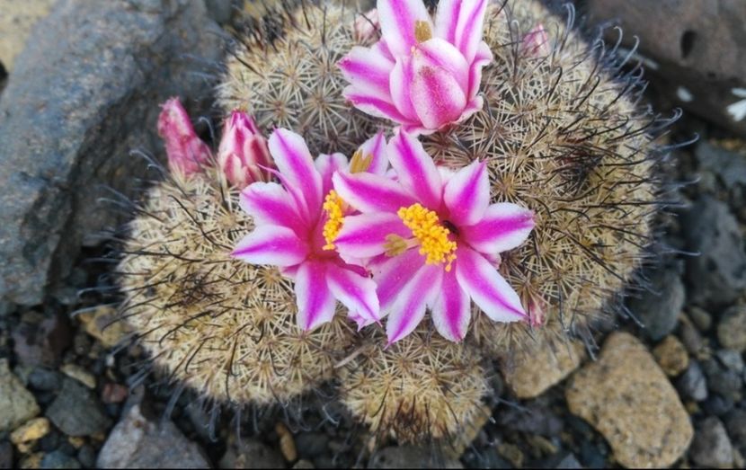  - Cochemiea Blossfeldiana