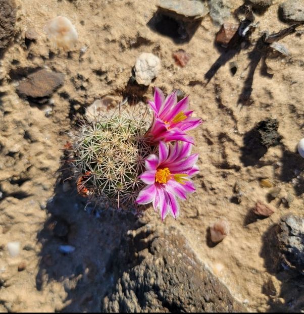  - Cochemiea Blossfeldiana