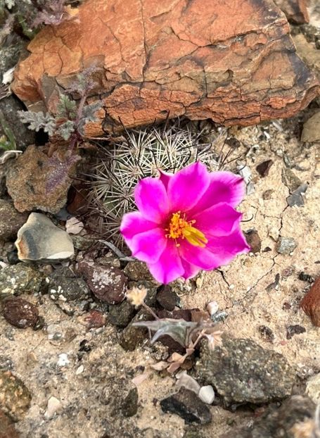  - Cochemiea Blossfeldiana