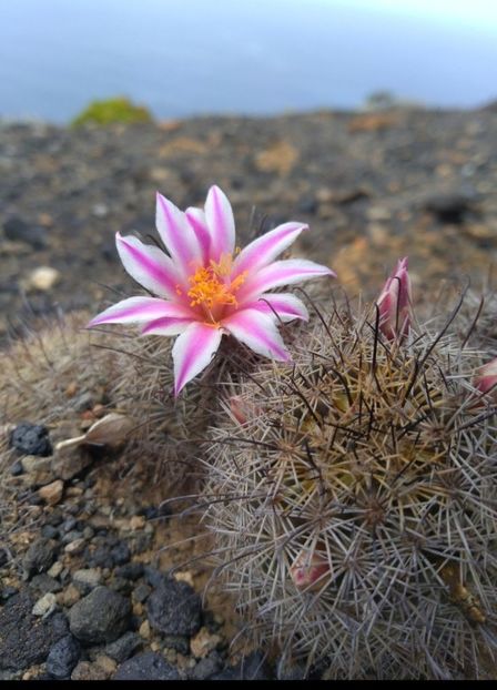  - Cochemiea Blossfeldiana