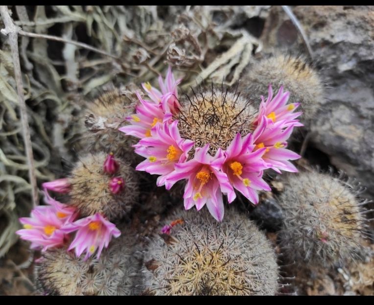  - Cochemiea Blossfeldiana