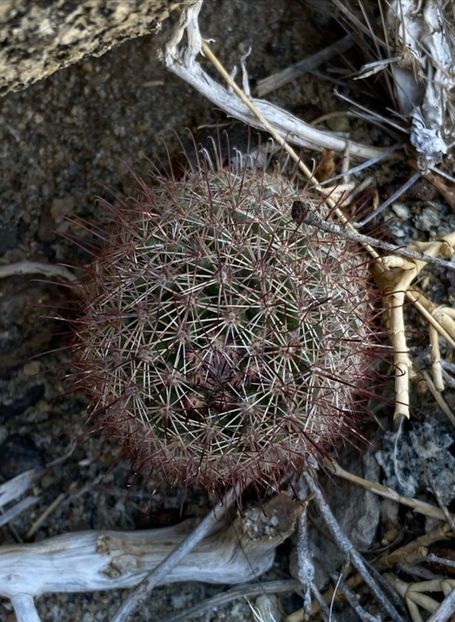  - Cochemiea Blossfeldiana