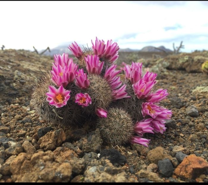  - Cochemiea Blossfeldiana