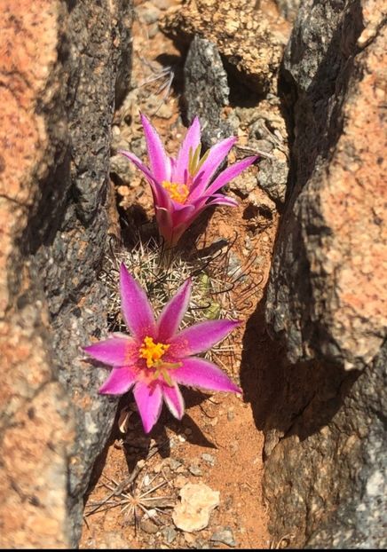  - Cochemiea Blossfeldiana