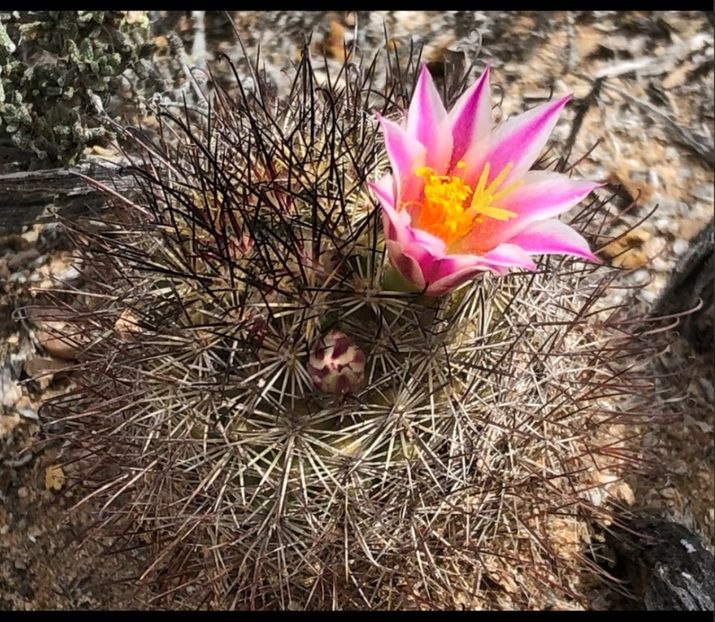  - Cochemiea Blossfeldiana