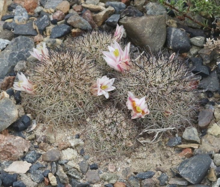  - Cochemiea Blossfeldiana