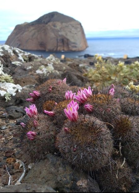  - Cochemiea Blossfeldiana