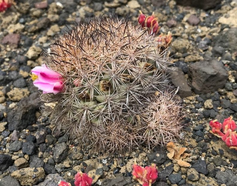  - Cochemiea Blossfeldiana