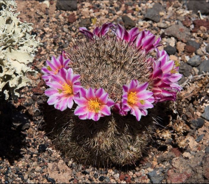  - Cochemiea Blossfeldiana