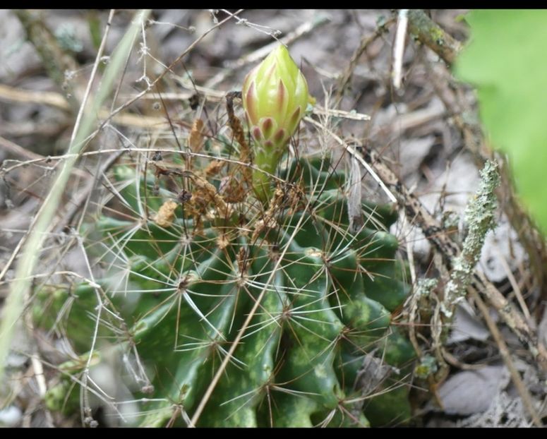  - Hamatocactus Septispinus