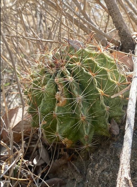  - Hamatocactus Septispinus