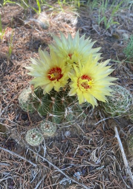  - Hamatocactus Septispinus