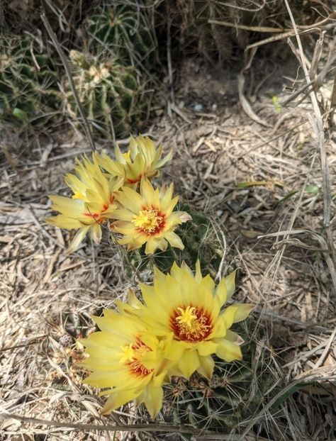  - Hamatocactus Septispinus