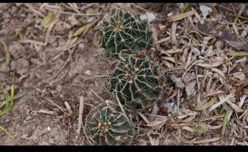  - Hamatocactus Septispinus