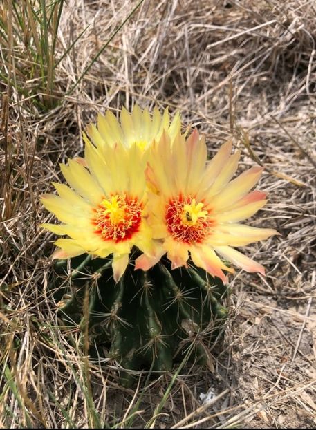  - Hamatocactus Septispinus