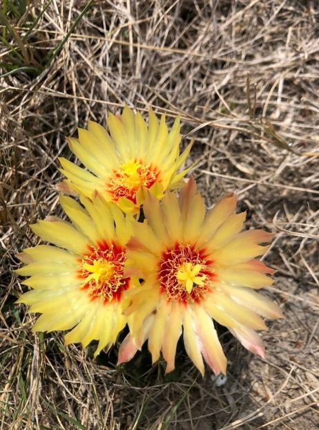  - Hamatocactus Septispinus