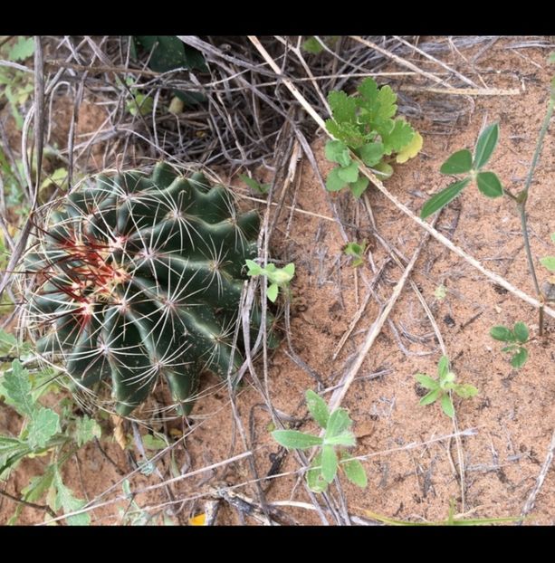  - Hamatocactus Septispinus