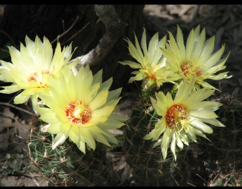  - Hamatocactus Septispinus