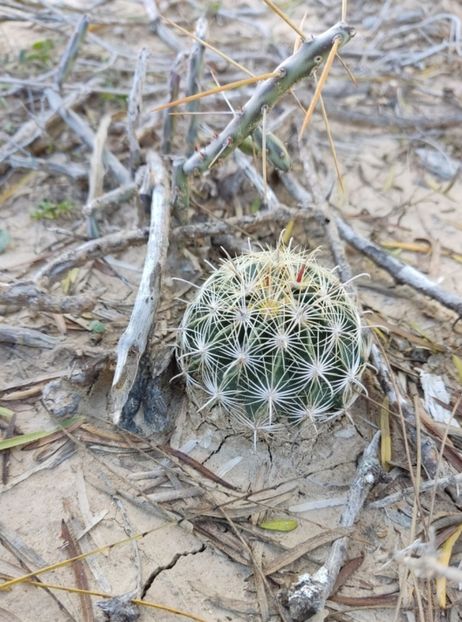  - Hamatocactus Septispinus