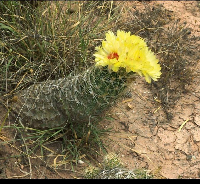  - Hamatocactus Septispinus