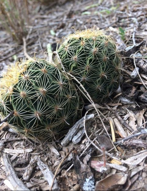  - Hamatocactus Septispinus
