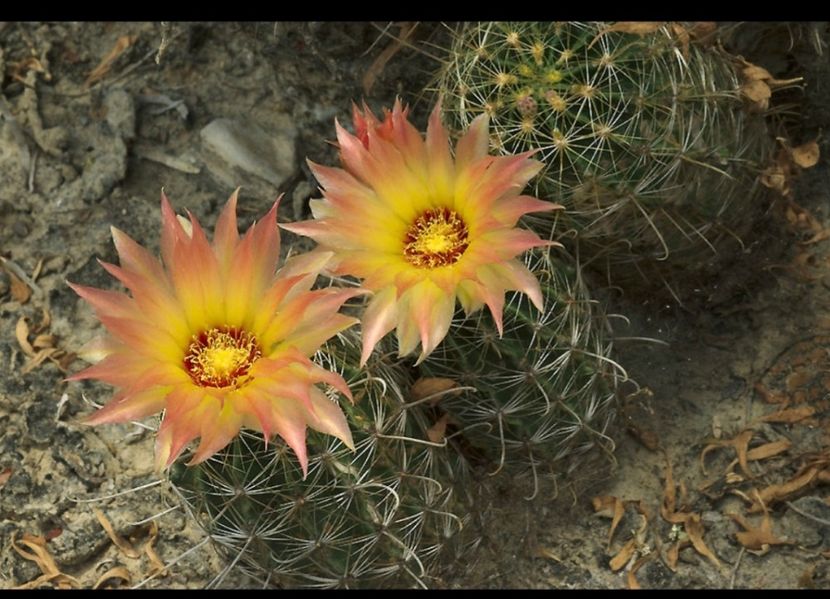  - Hamatocactus Septispinus